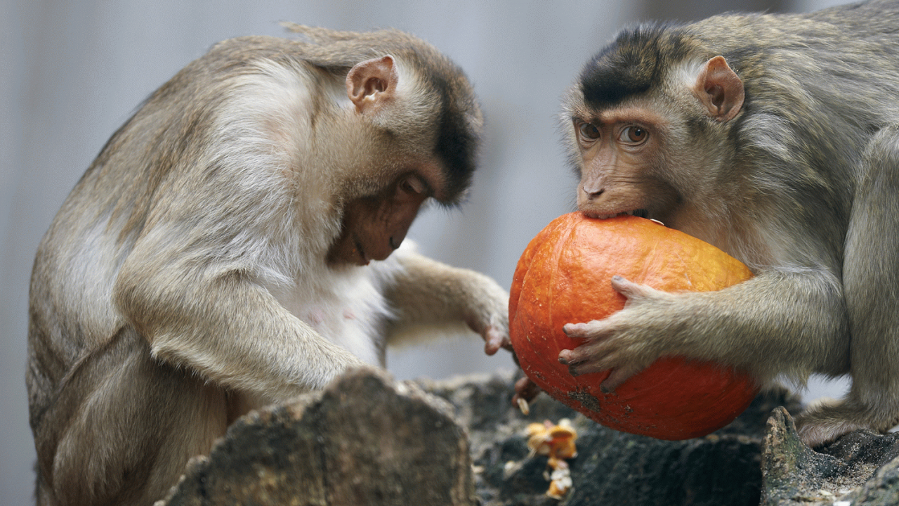 Familiebillet Til Odense Zoo Nembillet Dk