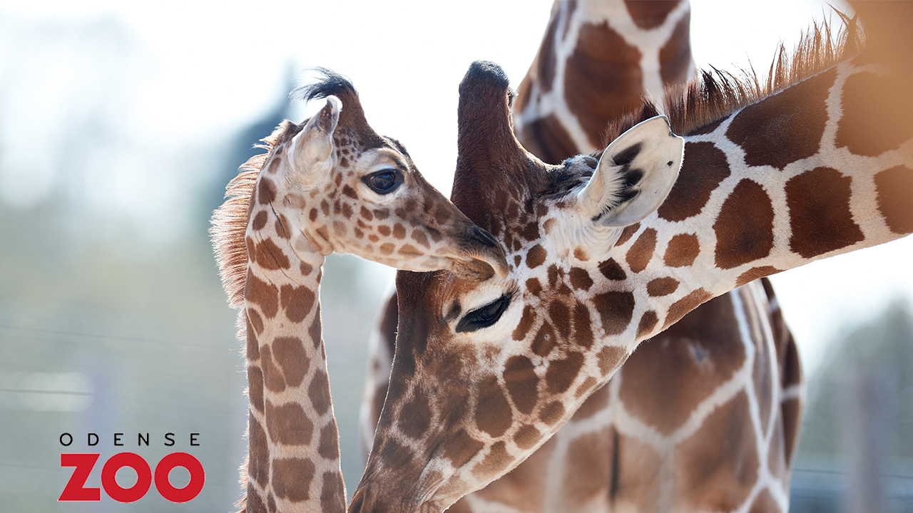 dominere Valnød Fjerde Odense ZOO billetter | nembillet.dk